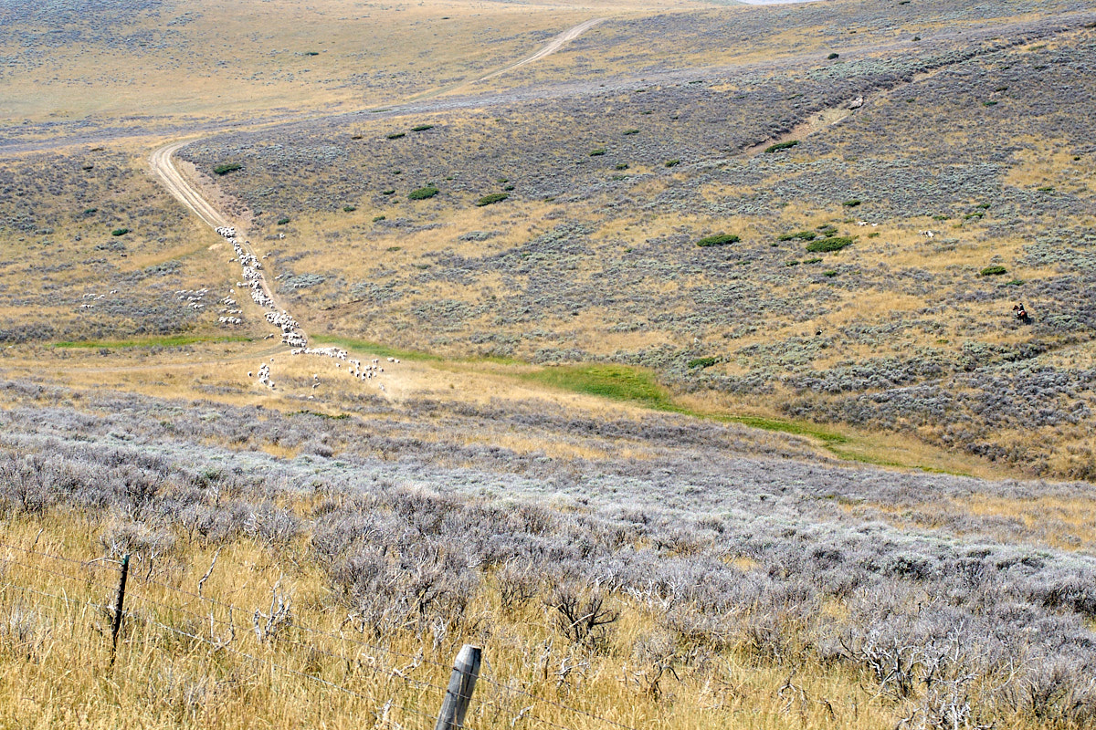 Part 12 Cody, WY to Curtis Gulch, WY 2017082730